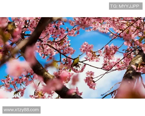 鸟夕砂岩与大阪樱花的精彩对决谁能笑到最后